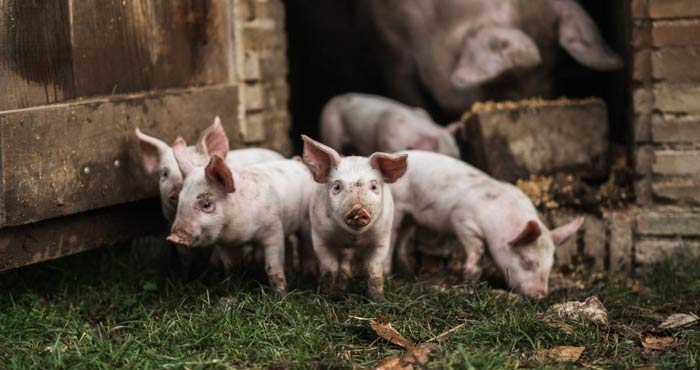 elevage-porc