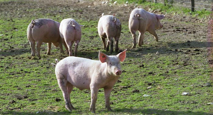 producteur de porc bio